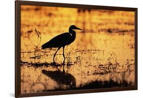 Egret Wading Through the Khwai River-null-Framed Photographic Print