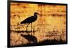 Egret Wading Through the Khwai River-null-Framed Photographic Print