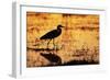 Egret Wading Through the Khwai River-null-Framed Photographic Print