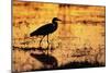 Egret Wading Through the Khwai River-null-Mounted Photographic Print