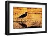 Egret Wading Through the Khwai River-null-Framed Photographic Print