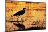 Egret Wading Through the Khwai River-null-Mounted Photographic Print