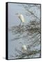 Egret-Gary Carter-Framed Stretched Canvas