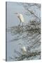 Egret-Gary Carter-Stretched Canvas