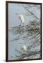 Egret-Gary Carter-Framed Photographic Print