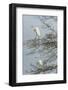 Egret-Gary Carter-Framed Photographic Print