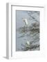 Egret-Gary Carter-Framed Photographic Print