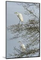 Egret-Gary Carter-Mounted Photographic Print