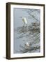 Egret-Gary Carter-Framed Photographic Print