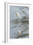 Egret-Gary Carter-Framed Photographic Print