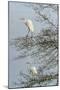 Egret-Gary Carter-Mounted Photographic Print