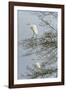 Egret-Gary Carter-Framed Photographic Print