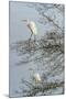 Egret-Gary Carter-Mounted Photographic Print