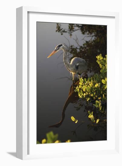 Egret-null-Framed Photographic Print