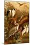 Egrets and Cranes-F.W. Kuhnert-Mounted Art Print