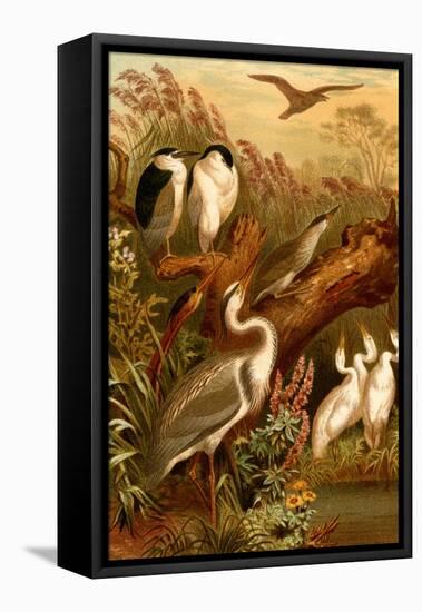 Egrets and Cranes-F.W. Kuhnert-Framed Stretched Canvas