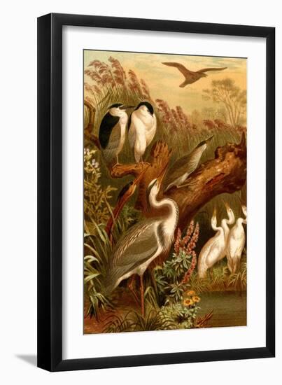 Egrets and Cranes-F.W. Kuhnert-Framed Art Print