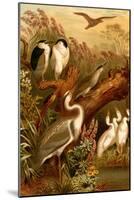 Egrets and Cranes-F.W. Kuhnert-Mounted Art Print