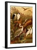 Egrets and Cranes-F.W. Kuhnert-Framed Art Print