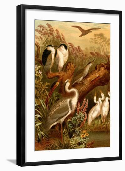 Egrets and Cranes-F.W. Kuhnert-Framed Art Print