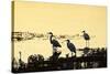 Egrets in the Sunrise 2-Alan Hausenflock-Stretched Canvas