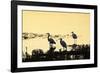 Egrets in the Sunrise 2-Alan Hausenflock-Framed Photographic Print