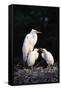 Egrets-null-Framed Stretched Canvas
