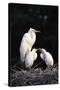 Egrets-null-Stretched Canvas