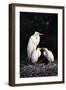 Egrets-null-Framed Photographic Print