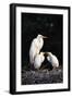 Egrets-null-Framed Photographic Print