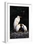 Egrets-null-Framed Photographic Print