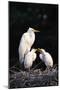 Egrets-null-Mounted Photographic Print