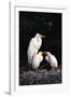 Egrets-null-Framed Photographic Print