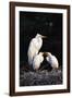 Egrets-null-Framed Photographic Print