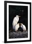 Egrets-null-Framed Photographic Print