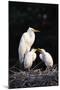 Egrets-null-Mounted Photographic Print