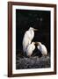 Egrets-null-Framed Photographic Print