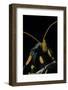 Egybolis Vaillantina (African Peach Moth) - Portrait-Paul Starosta-Framed Photographic Print