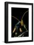 Egybolis Vaillantina (African Peach Moth) - Portrait-Paul Starosta-Framed Photographic Print