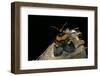 Egybolis Vaillantina (African Peach Moth)-Paul Starosta-Framed Photographic Print