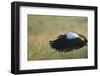 Egypian Goose-Scott Bennion-Framed Photo