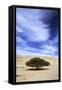 Egypt Acacia Tree in Arabian Desert-Andrey Zvoznikov-Framed Stretched Canvas