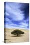 Egypt Acacia Tree in Arabian Desert-Andrey Zvoznikov-Stretched Canvas