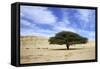 Egypt Acacia Tree in Arabian Desert-Andrey Zvoznikov-Framed Stretched Canvas