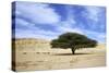 Egypt Acacia Tree in Arabian Desert-Andrey Zvoznikov-Stretched Canvas