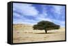 Egypt Acacia Tree in Arabian Desert-Andrey Zvoznikov-Framed Stretched Canvas