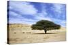 Egypt Acacia Tree in Arabian Desert-Andrey Zvoznikov-Stretched Canvas