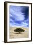 Egypt Acacia Tree in Arabian Desert-Andrey Zvoznikov-Framed Photographic Print