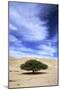 Egypt Acacia Tree in Arabian Desert-Andrey Zvoznikov-Mounted Photographic Print