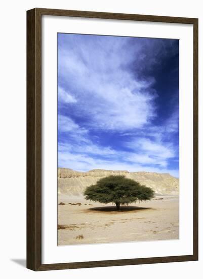 Egypt Acacia Tree in Arabian Desert-Andrey Zvoznikov-Framed Photographic Print